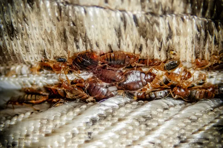 Best Darn Pest Control – Port St. Lucie, FL