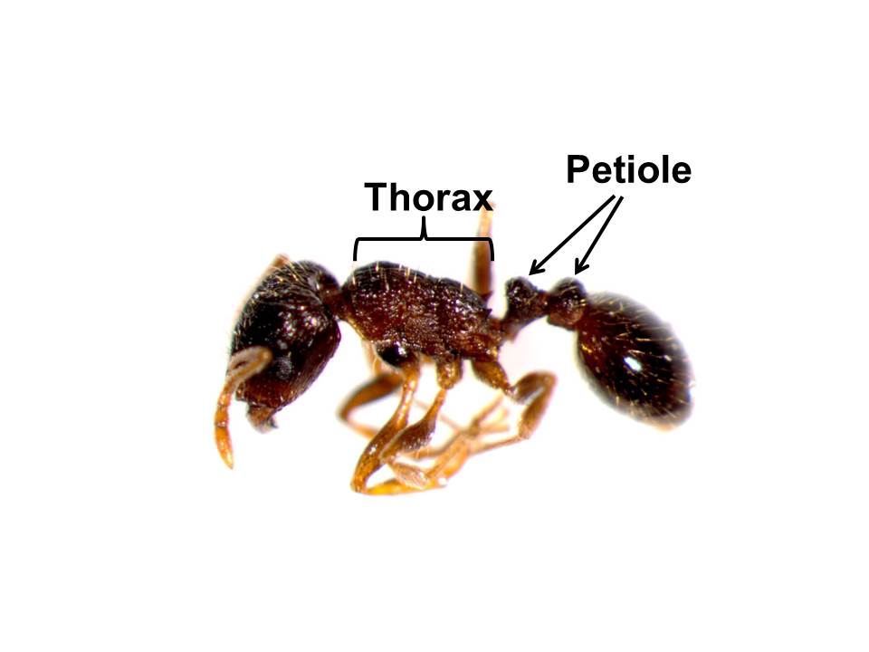Best Darn Pest Control – Port St. Lucie, FL