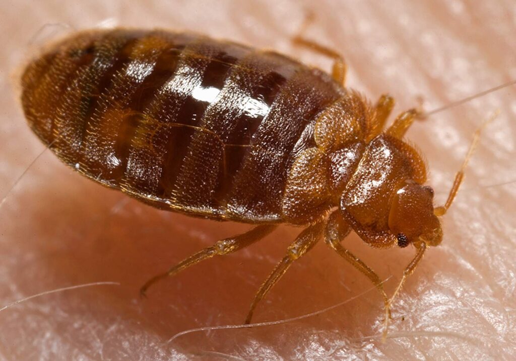 Best Darn Pest Control – Port St. Lucie, FL