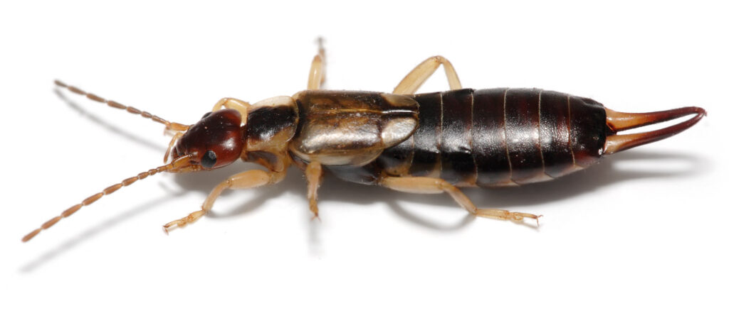 Best Darn Pest Control – Port St. Lucie, FL