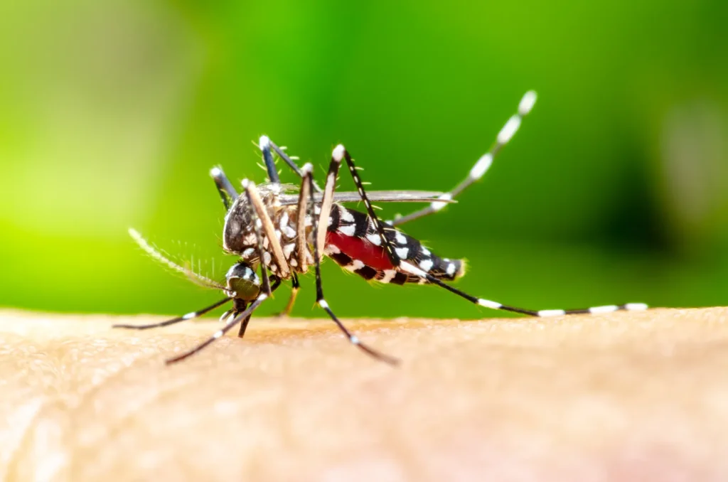Best Darn Pest Control – Port St. Lucie, FL