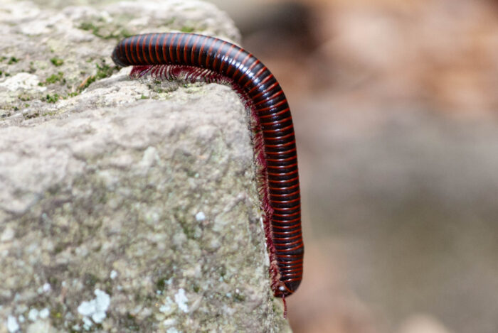 Best Darn Pest Control – Port St. Lucie, FL