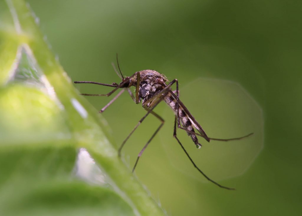 Best Darn Pest Control – Port St. Lucie, FL