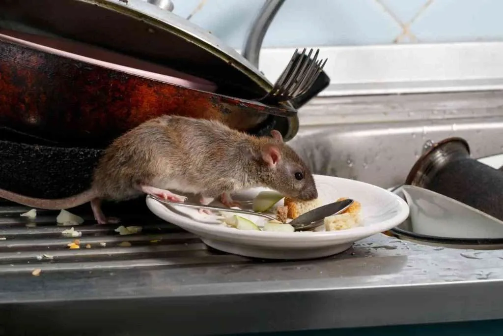 Best Darn Pest Control – Port St. Lucie, FL