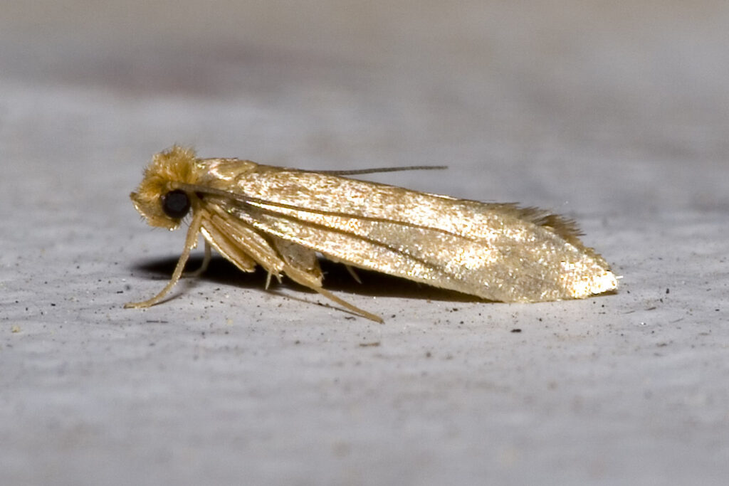 Best Darn Pest Control – Port St. Lucie, FL