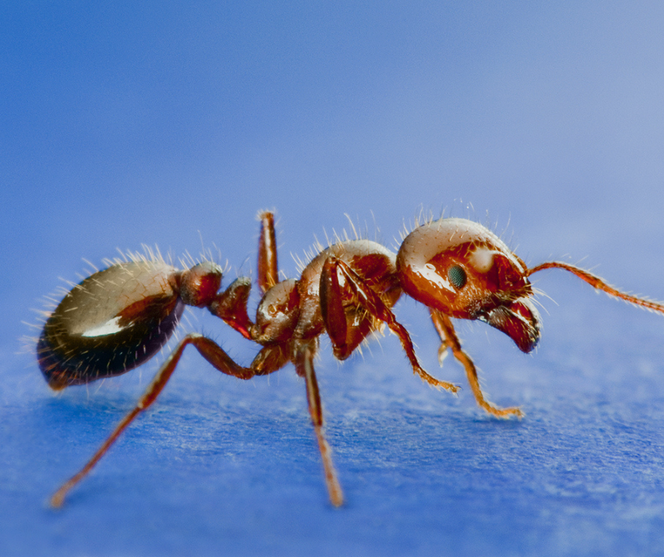 Best Darn Pest Control – Port St. Lucie, FL