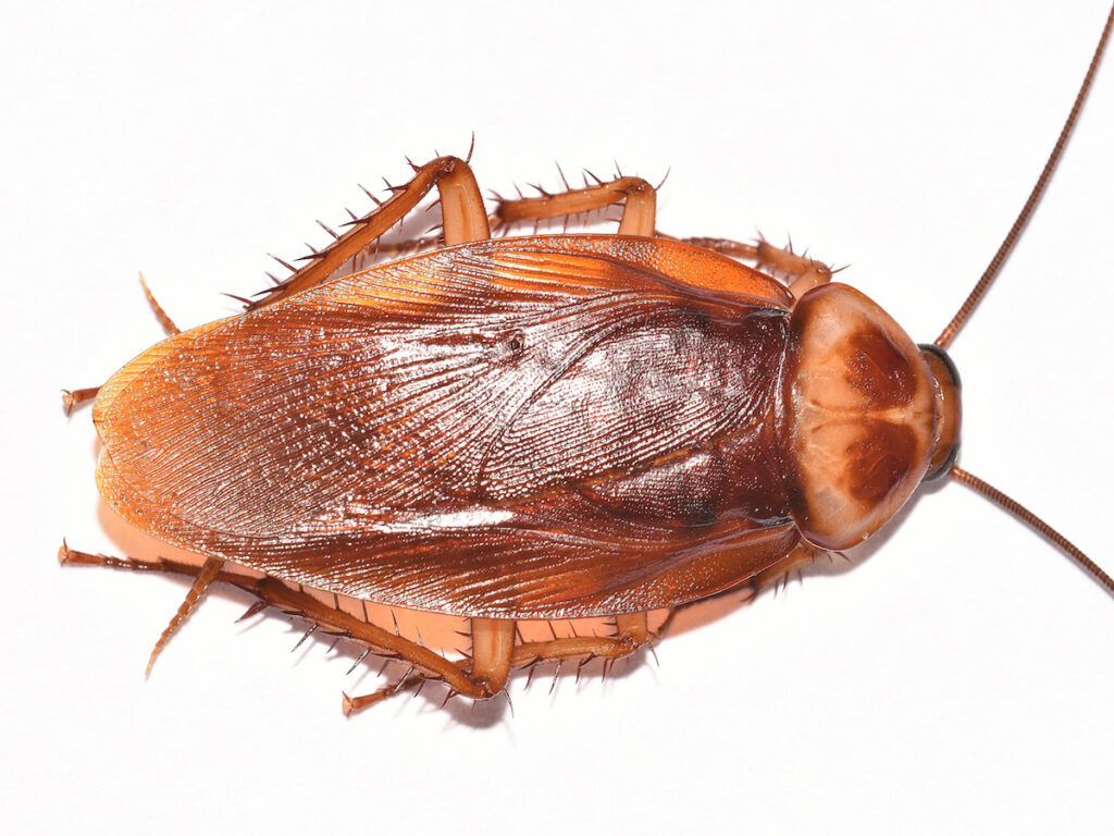 Best Darn Pest Control – Port St. Lucie, FL