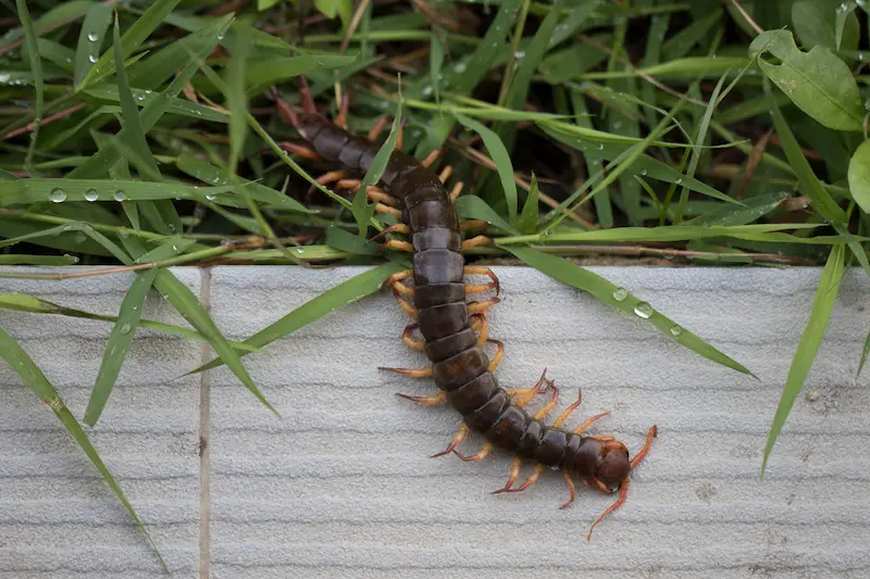 Best Darn Pest Control – Port St. Lucie, FL