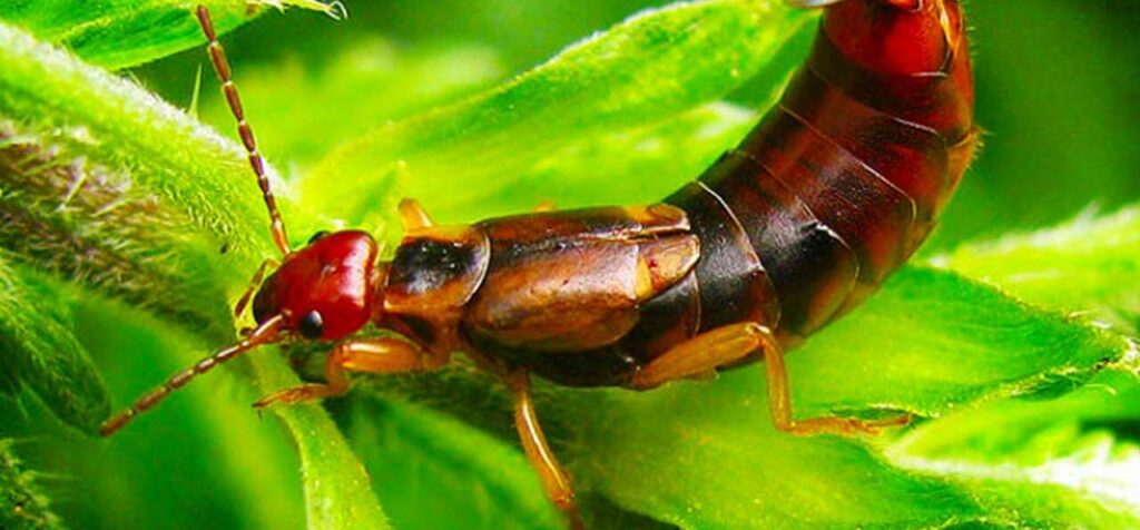 Best Darn Pest Control – Port St. Lucie, FL