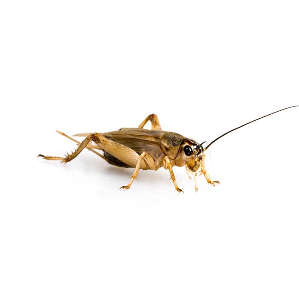 Best Darn Pest Control – Port St. Lucie, FL