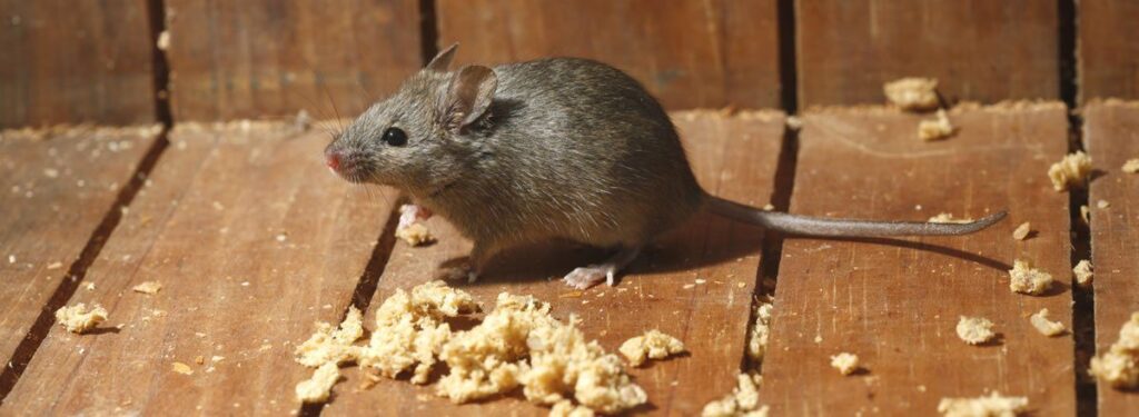 Best Darn Pest Control – Port St. Lucie, FL