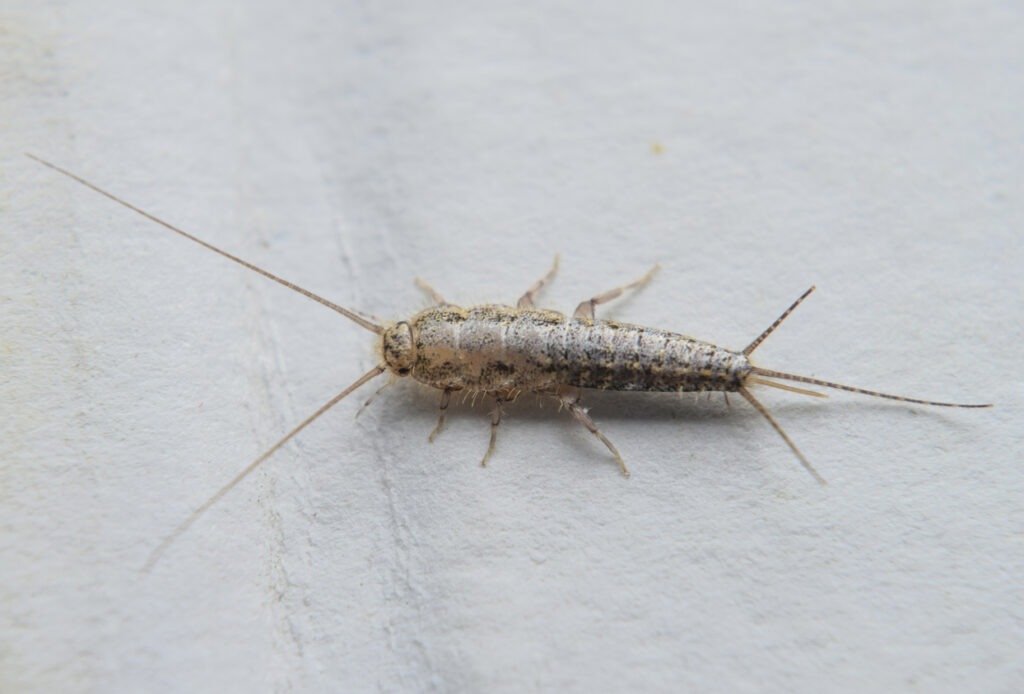 Best Darn Pest Control – Port St. Lucie, FL
