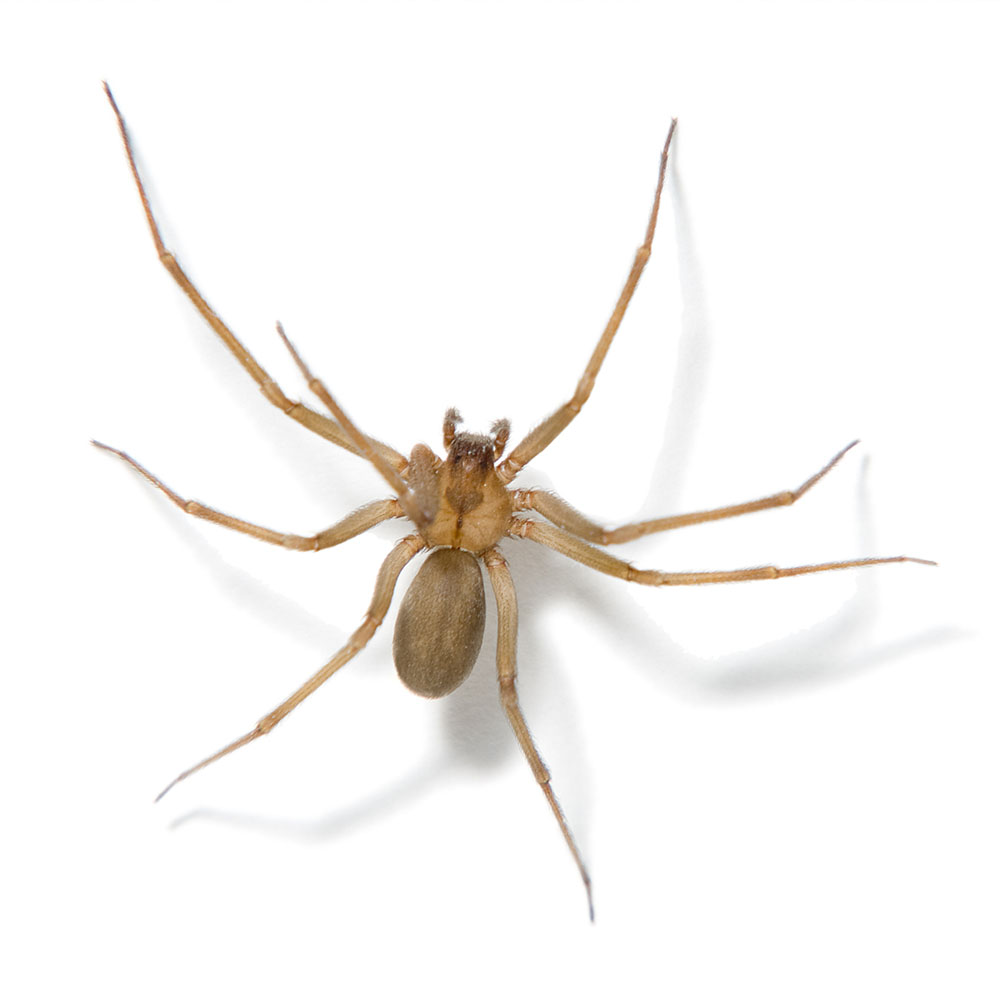 Best Darn Pest Control – Port St. Lucie, FL