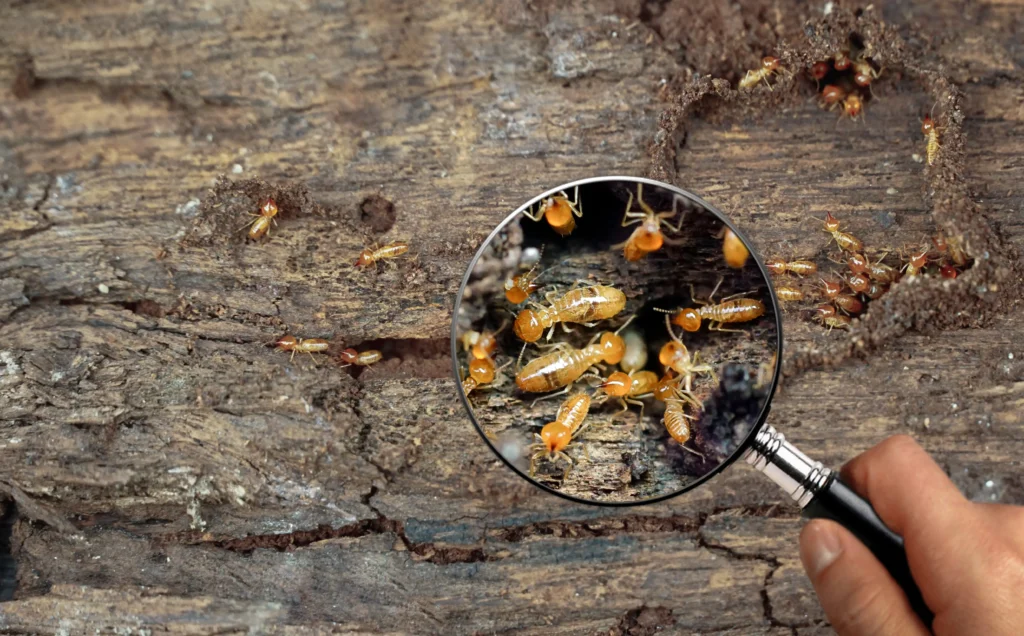 Best Darn Pest Control – Port St. Lucie, FL