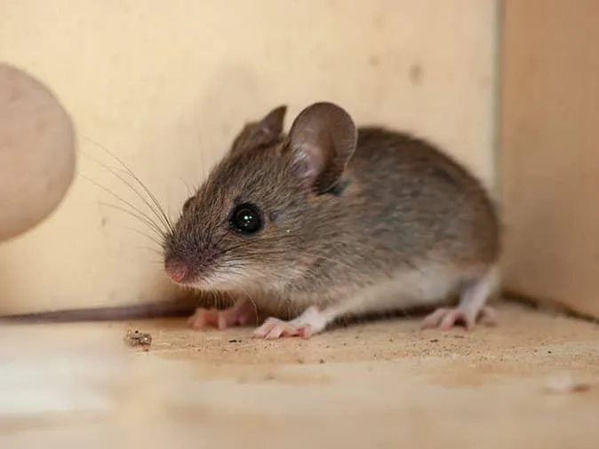 Best Darn Pest Control – Port St. Lucie, FL