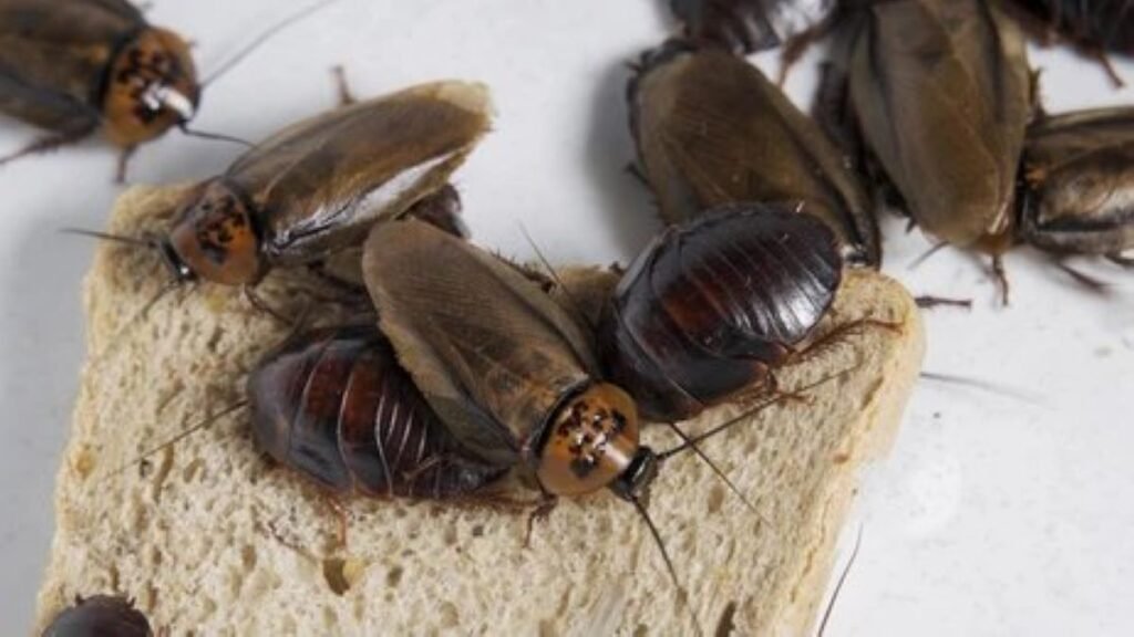 cockroach